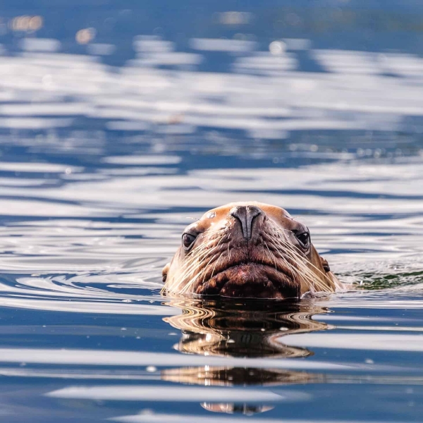Curious Sealion.