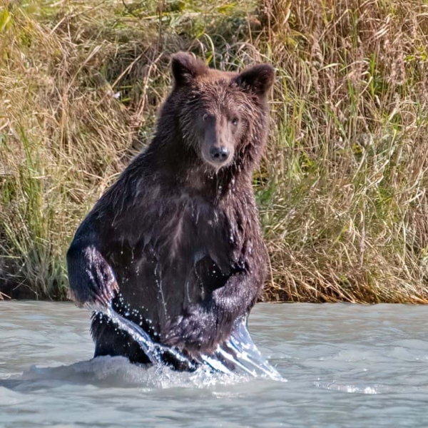 Brown bear fishing