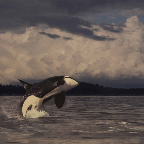 Orca breaching