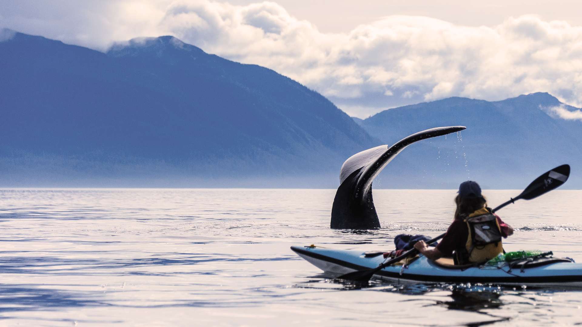 kayaker and orca