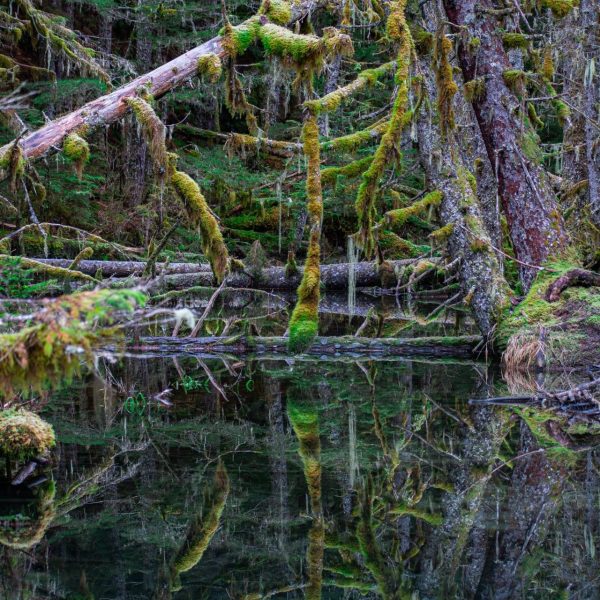 Temperate rain forest