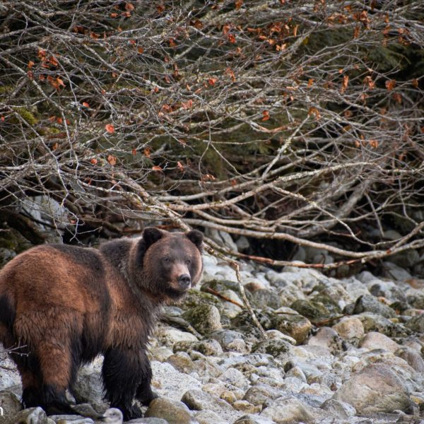grizzly bear on the shore of Chilkoot Lake